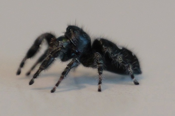 Spiders