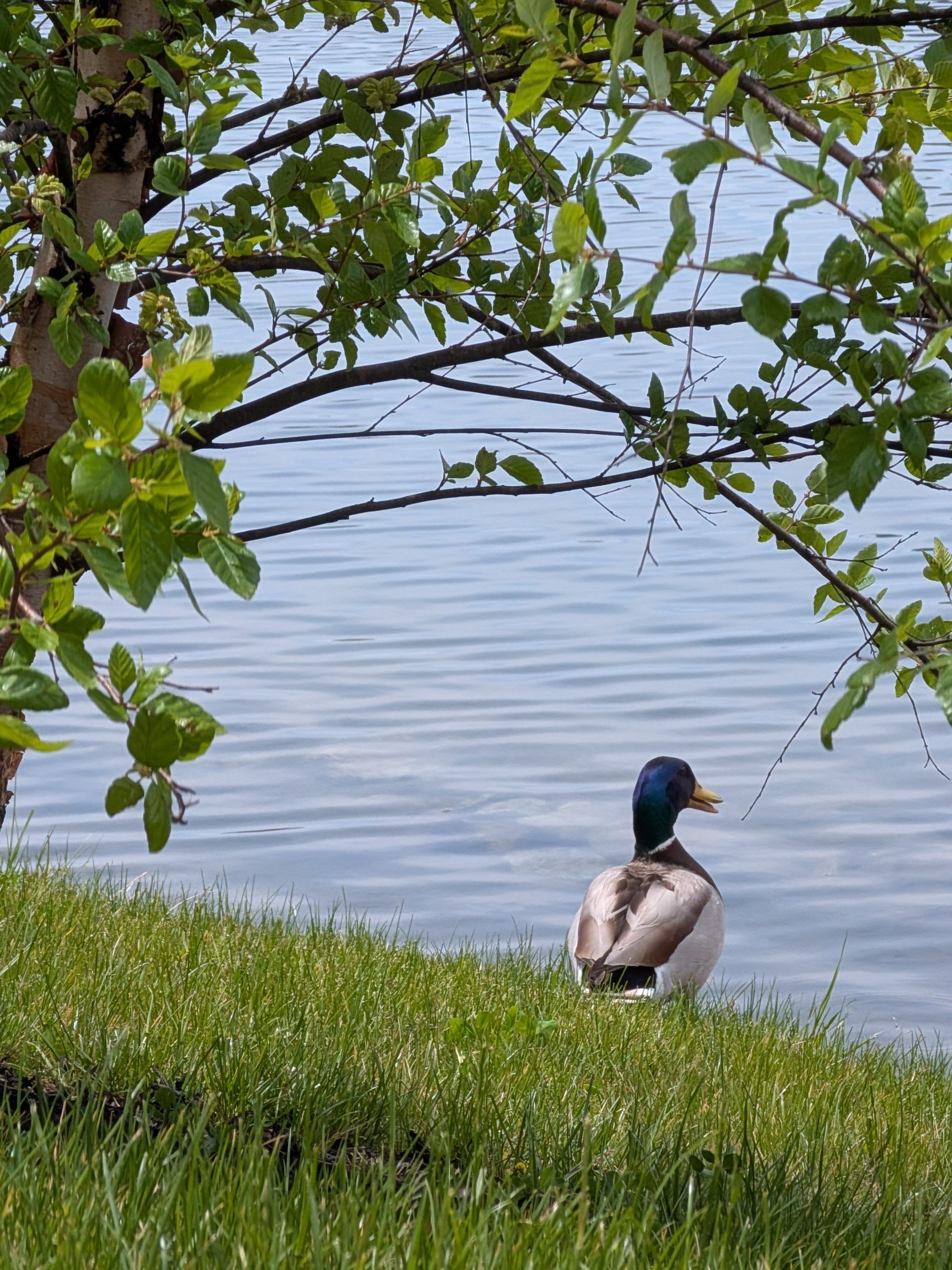 Wildlife on the lake