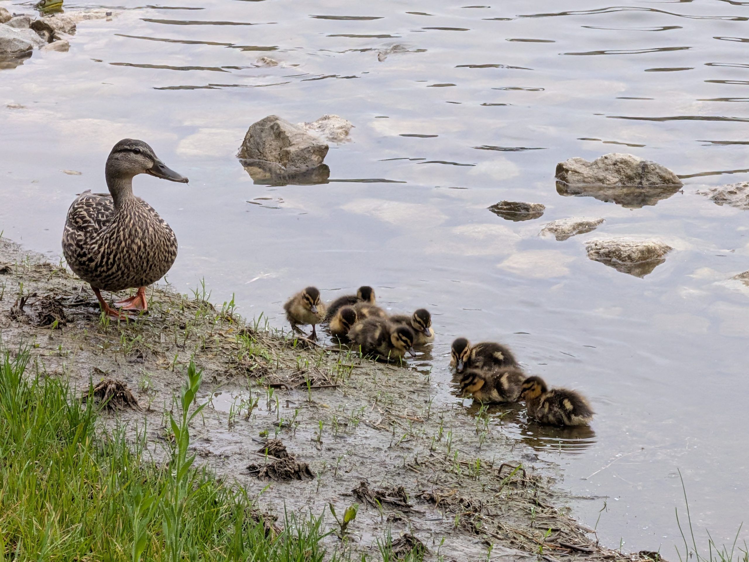 Baby ducks